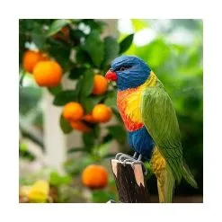 DecoBird - WILDLIFE Garden Lori Van De Blauwe Bergen In Lindenhout - Handgemaakt 7 DecoBird - WILDLIFE Garden Lori Van De Blauwe Bergen In Lindenhout - Handgemaakt -Tuinbeelden winkel 1579595747 4 600