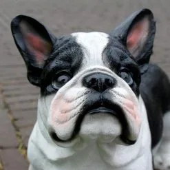 Franse Bulldog Tuinbeeld -Tuinbeelden winkel franse buldog 1569493561 3 600