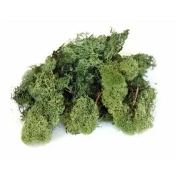 Ijslandmos 150 G - Donkergroen