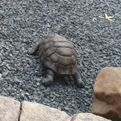 Landschildpad - Levensecht 5 Landschildpad - Levensecht -Tuinbeelden winkel landschildpad levensecht 1570954879 1 600
