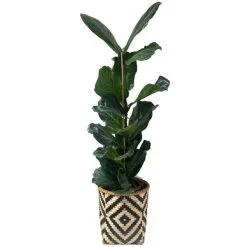 Mand Greece Zwart Naturel - Set Van 3 Stuks -Tuinbeelden winkel mand greece zwart naturel 1612447409 1 600