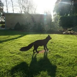 Vos Staand - Decoroest -Tuinbeelden winkel vos staand decoroest 1510257973 1 600