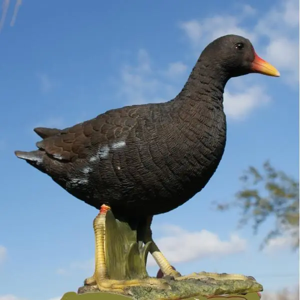 Waterhoen Tuinbeeld 1 Waterhoen Tuinbeeld