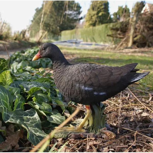 Waterhoen Tuinbeeld 2 Waterhoen Tuinbeeld - Afbeelding 2